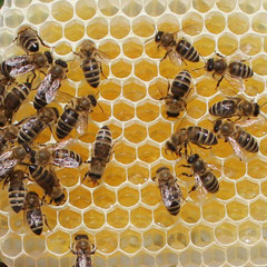 Bild: Bienen auf Honigwabe