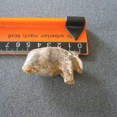 Mammut