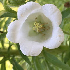 Marienglockenblume