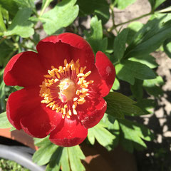 Pfingstrose veitchii rot