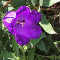 Marienglockenblume