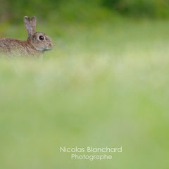 Bunny in the mist, Damigny