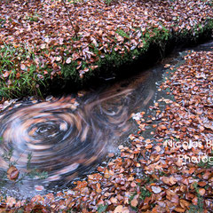 Ruisseau de pierre glissante, Forêt d'Ecouves