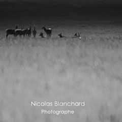 Openfield, Colombiers