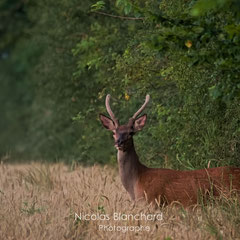 Cerf en mousse, Colombiers 
