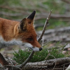 Renard en maraude, Forêt d'Ecouves