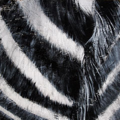 Zebra 3/6, 32,5x32,5 cm, Acryl auf Holz, 2013