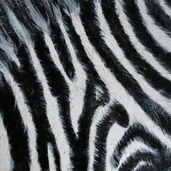 Zebra 6/6, 32,5x32,5 cm, Acryl auf Holz, 2013