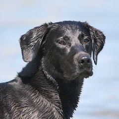 Leadhills Hunting Girl of Ice