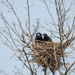 Saatkrähen "Unser Nest"