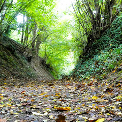Hohlweg