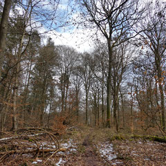 Auf der anderen Laubwald