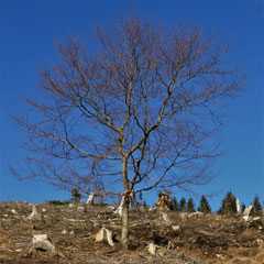 Einsamer (Hoffnungs-)baum