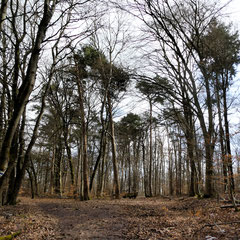 An der Gundelhard