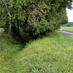 Links der alte Hohlweg - rechts der "neue" Wirtschaftsweg