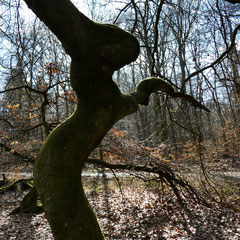 Osterhase?