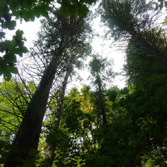 Im Zauberwald