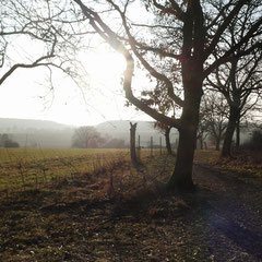 Abendlicht