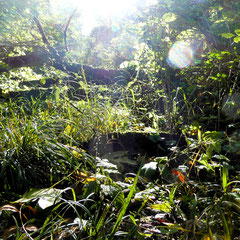 Frühherbst im Zauberwald