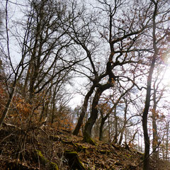 Am Waldrand der Gundelhardstraße