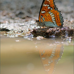 Großer Eisvogel (Limenitis populi), Thüringen 2012