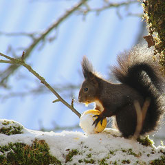 Eichhörnchen im Winter