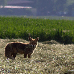 Fuchs 08.06.2014
