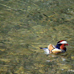 Mandarinente in Wildberg 29.03.2014