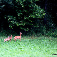 Reh mit 2 Kitz 20.07.2011