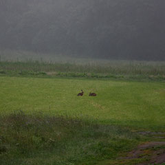 Hasen auf der Wiese 24.06.2009
