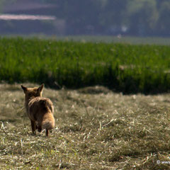 Fuchs 08.06.2014