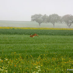 Hase im Ösch 11.05.2010