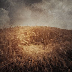FIELD STUDY #25