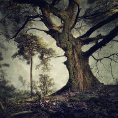 RUN INTO THE WOODS