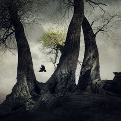 ON DARK WINGS | PART V