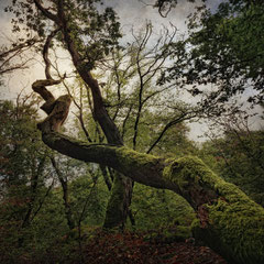 NOTES FROM THE FOREST DIARY - DAY 20