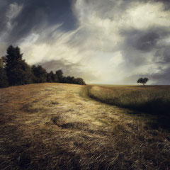 FIELD STUDY #15