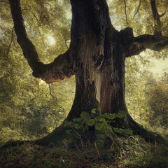 SONGS FROM AN EVIL WOOD (PART I)