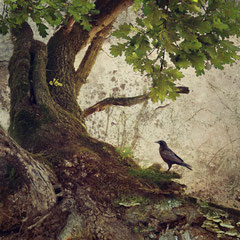 BLACK WINGED MESSENGER | PART XXIII