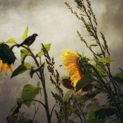 BIRD & BEE