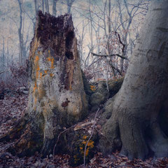 PATHLESS FOREST