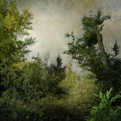 NOTES FROM THE FOREST DIARY - DAY 12