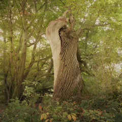 THE OLD FOREST VII
