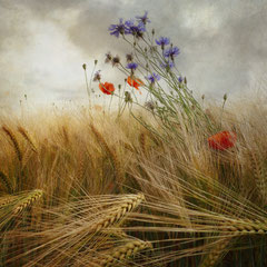 FIELD STUDY #31