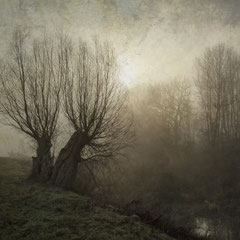 WILLOWS ON A FOGGY MORNING II
