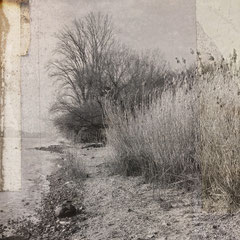 REEDS