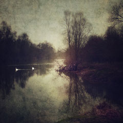 THE BONNY SWANS