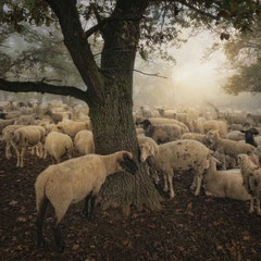 DAYS OF FOG AND WONDER XIX