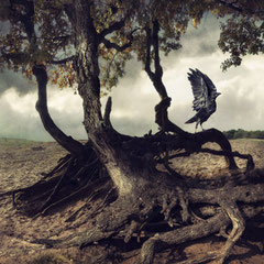 BLACK WINGED MESSENGER | PART V