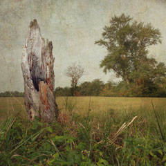 THE OLD LAND